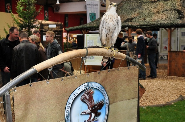 Pferd u Jagd   027.jpg